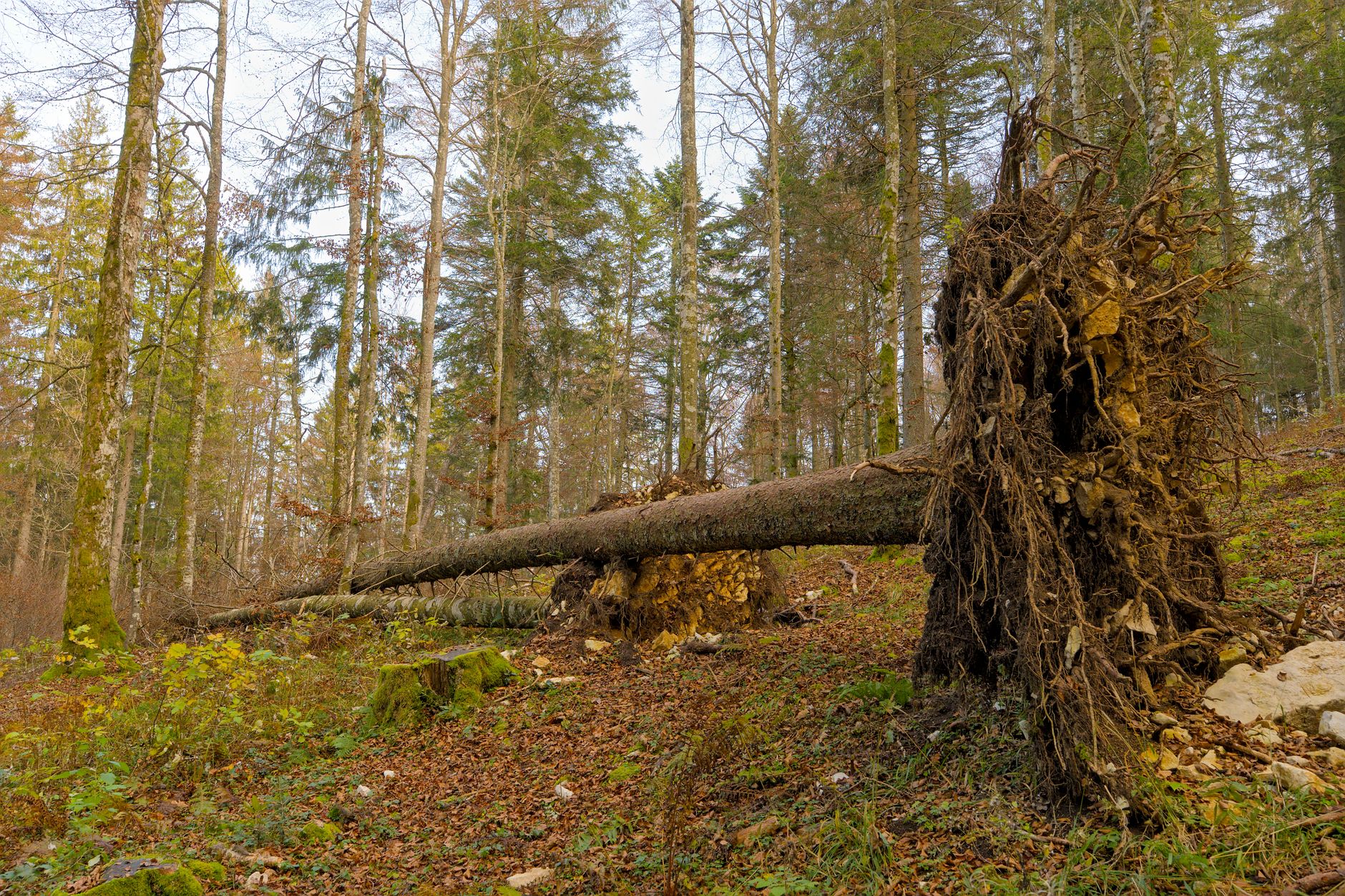Enlèvement arbre urgence équipe à Bergerac